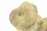 Jurassic Ammonite (Parkinsonia & Hectioceras) Cluster - England #279310-1